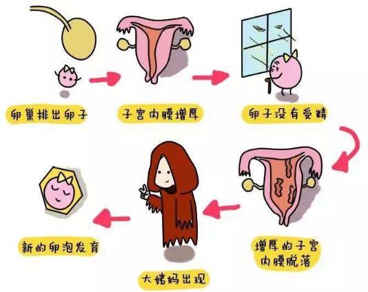 大姨妈是什么意思3.jpg