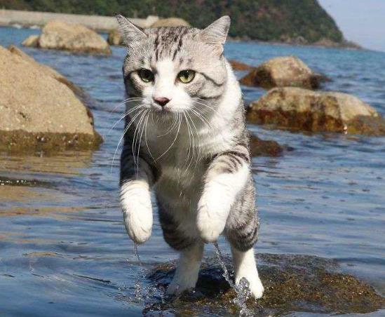 萌宠是什么意思?萌宠图片大全 萌宠搞笑表情包 宠物猫狗生活习性