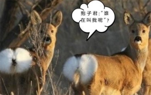 傻狍子是什么意思什么梗 鹿晗为什么叫“傻狍子”