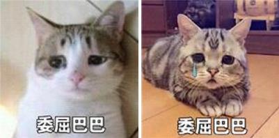 委屈巴巴是什么梗什么意思?猫咪委屈巴巴卖萌表情包(全)