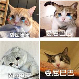 委屈巴巴是什么梗什么意思?猫咪委屈巴巴卖萌表情包(全)