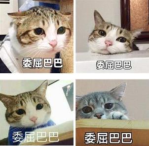 委屈巴巴是什么梗什么意思?猫咪委屈巴巴卖萌表情包(全)