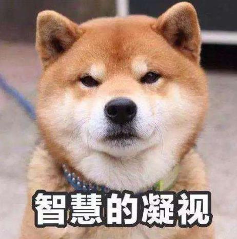 稳如老狗是什么意思?稳如老狗是什么梗?形容人稳重有经验有安全感