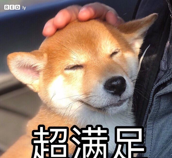 你家狗狗好新哦