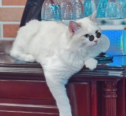 五条悟猫