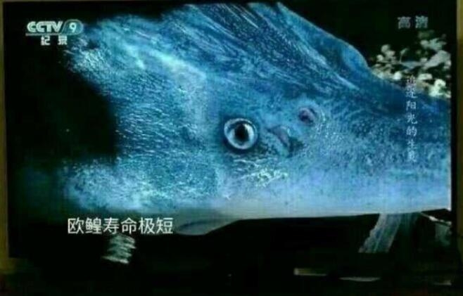 欧皇寿命极短