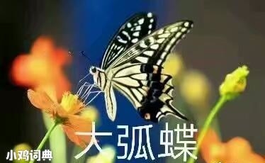 大弧蝶