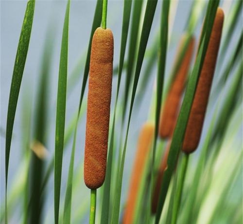 美食区找我小傲