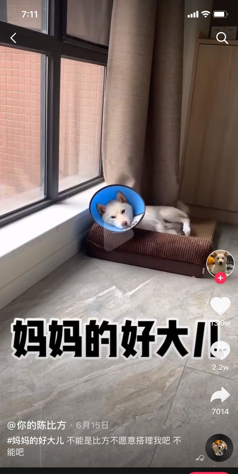 妈妈的好大儿