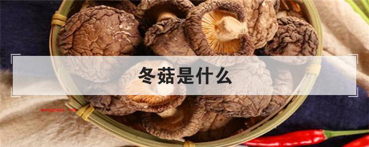 冬菇是什么