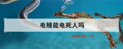 电鳗能电死人吗