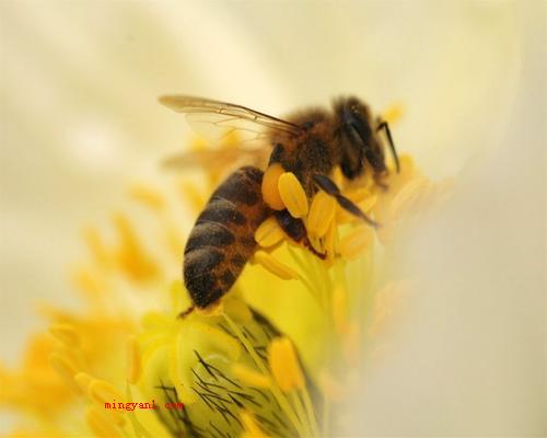 honey是什么意思