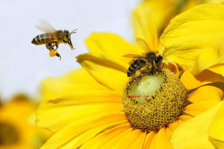honey是什么意思