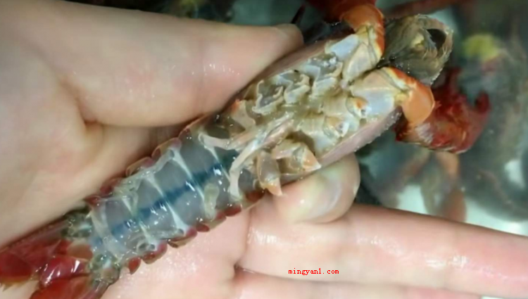 龙虾怎么洗