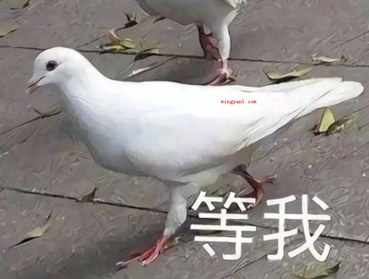 爽约是什么意思