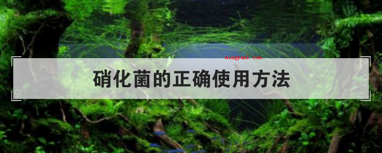 硝化菌的正确使用方法
