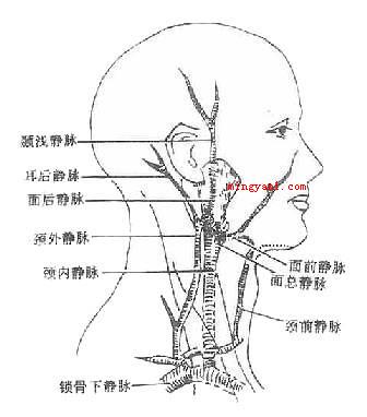 枕部是哪里
