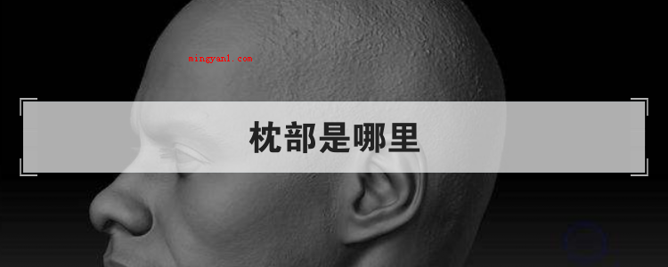 枕部是哪里