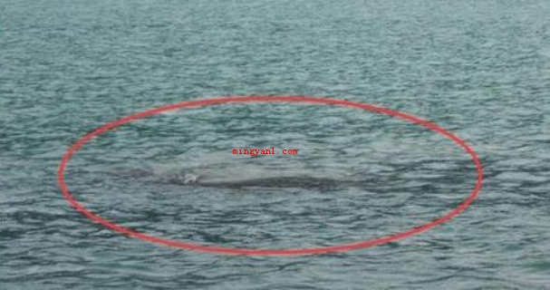 喀纳斯湖水怪真相