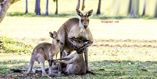 australia是什么意思中文