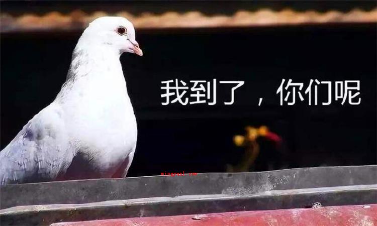 放鸽子是什么意思