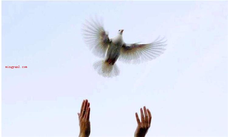放鸽子是什么意思