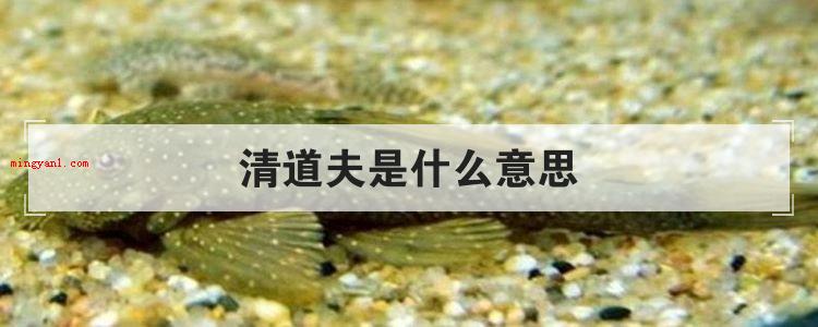 清道夫是什么意思
