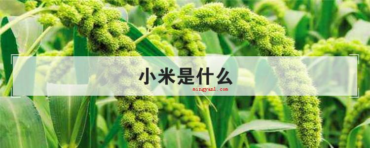 小米是什么