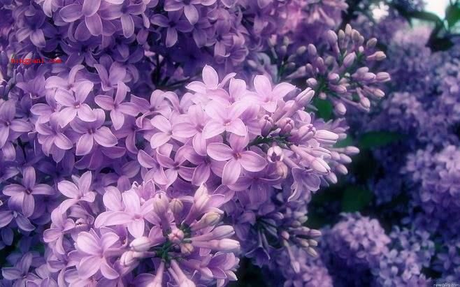 丁香花是什么颜色