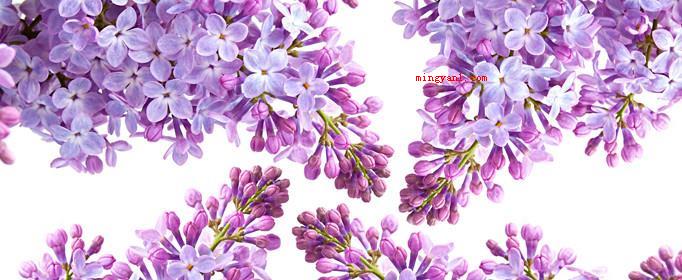 丁香花是什么颜色