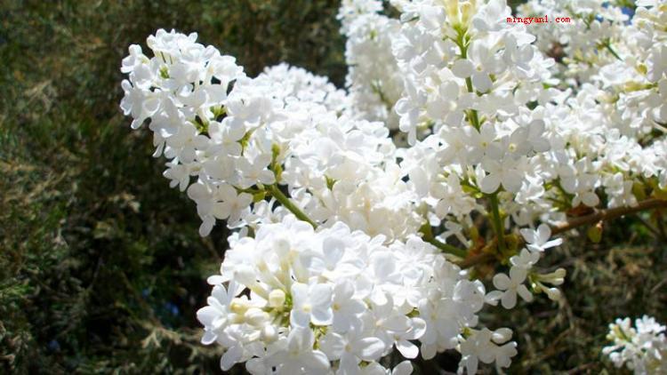 丁香花是什么颜色