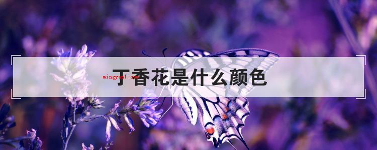 丁香花是什么颜色