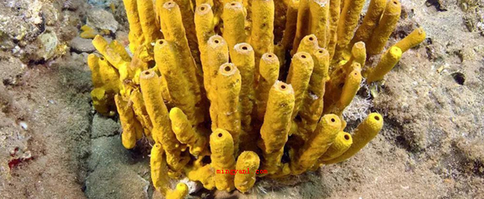 海绵宝宝是一种原始的什么动物?