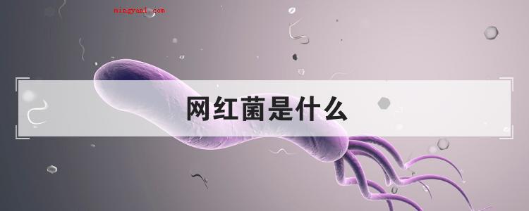 网红菌是什么