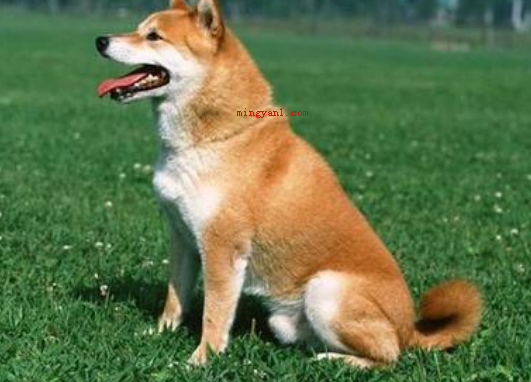 狗和犬的区别