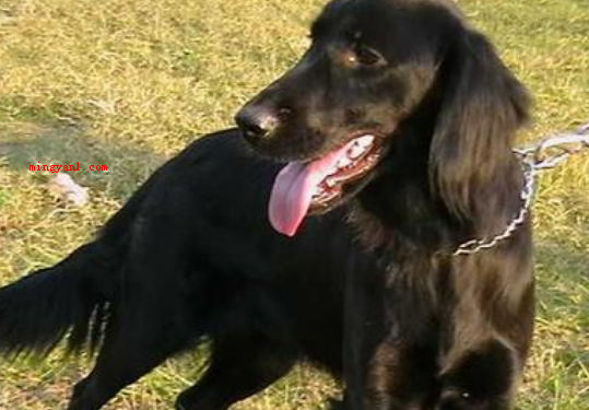 狗和犬的区别