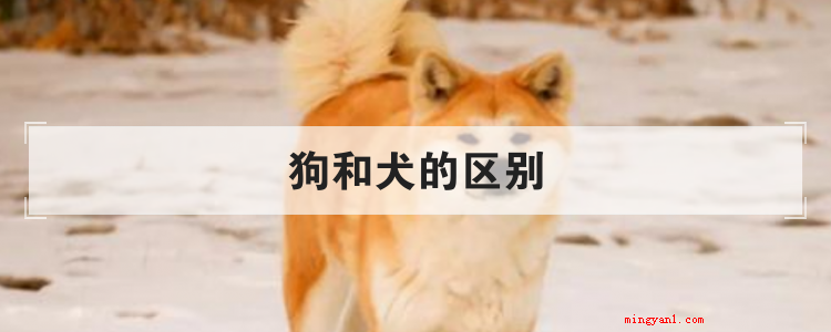 狗和犬的区别