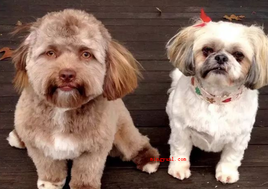 狗和犬的区别