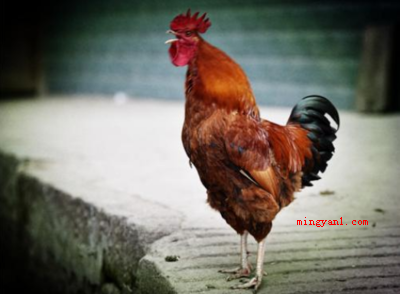 公鸡为什么打鸣