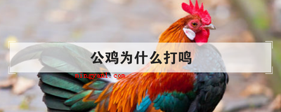 公鸡为什么打鸣