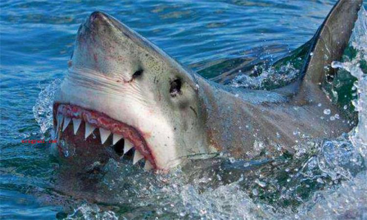 鲨鱼用什么呼吸