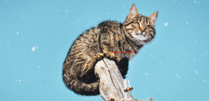猫有九条命是真的吗?