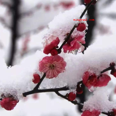 瑞雪兆丰年,下雪对农事的好处有哪些?