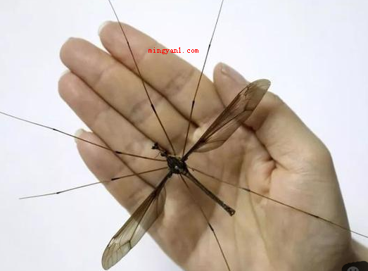 世界上最大的蚊子