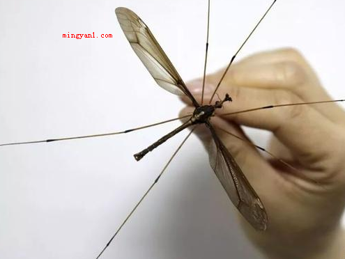 世界上最大的蚊子