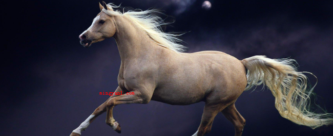 马蹄其实是马的什么?