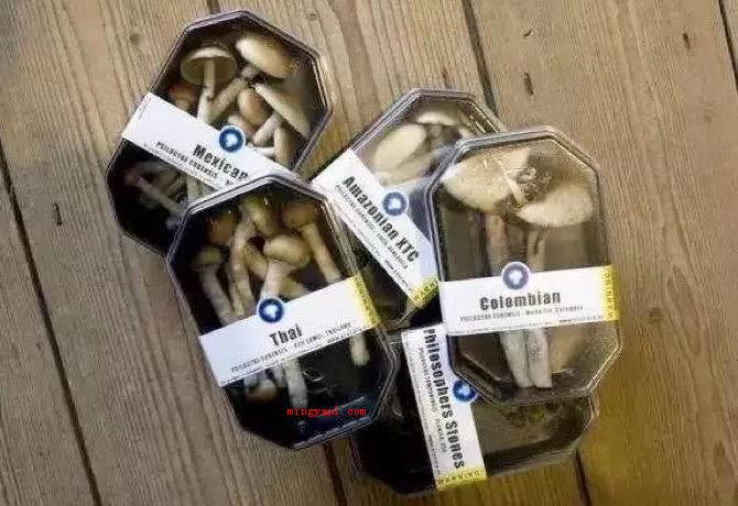 新精神活性质是什么?