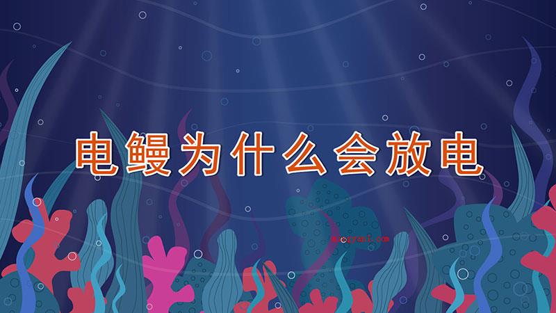 电鳗为什么会放电