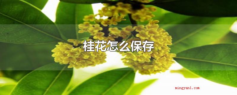 桂花怎么保存