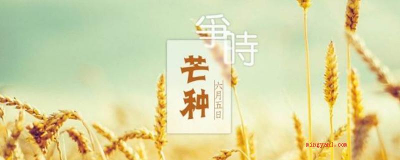 芒种代表的寓意